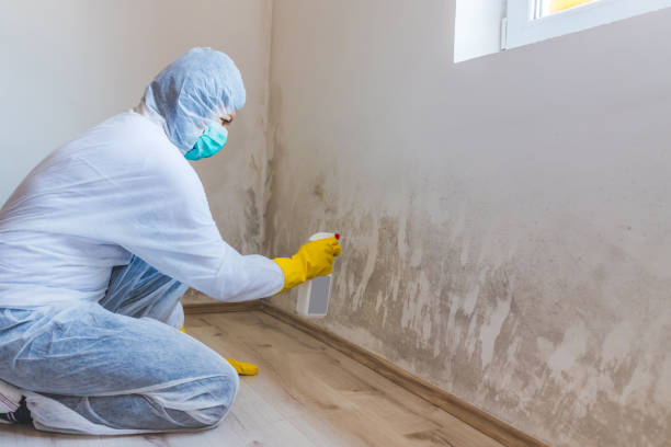Licensed Mold Cleanup service in Cumberland, NC - WQB Mold Removal